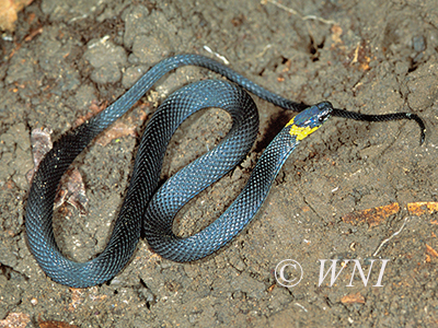 Ringneck Coffee Snake (Ninia diademata)